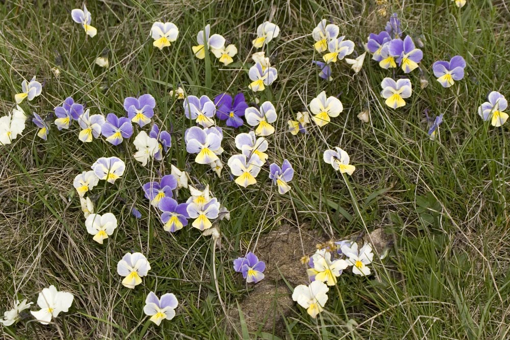 Viola calcarata/Viola con sperone
